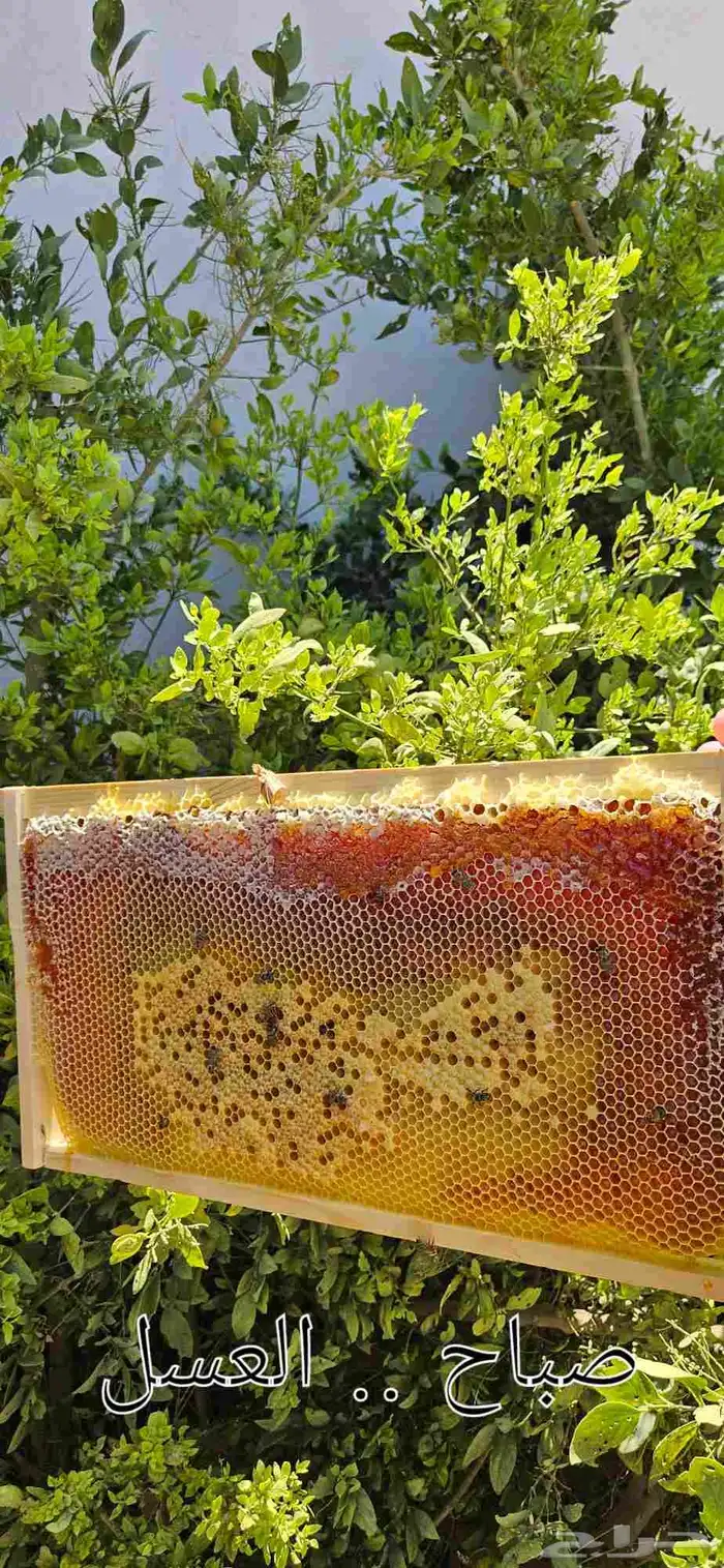 عسل زهرة الطلح 1