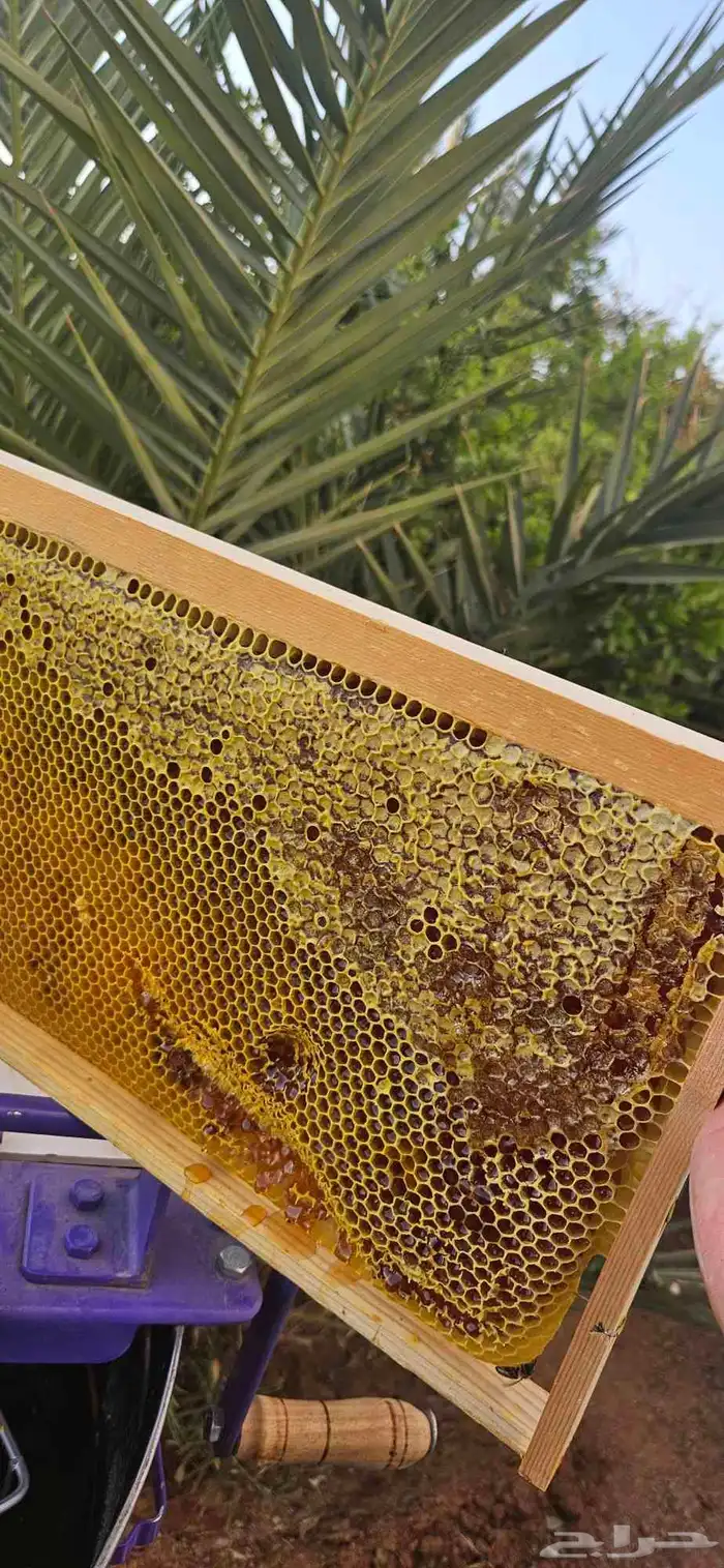 عسل زهرة الطلح 0