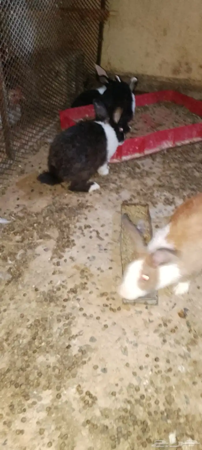ذكور ارانب للبيع 3