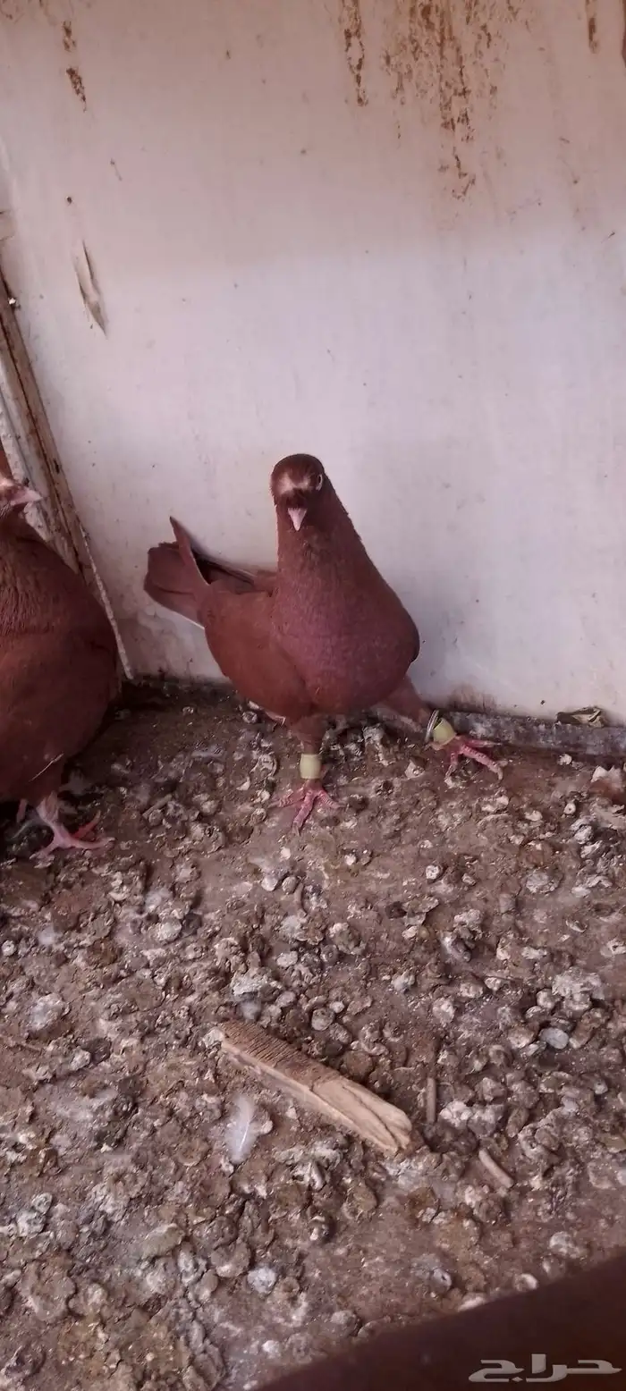 جوز عنابي بفرخه 0