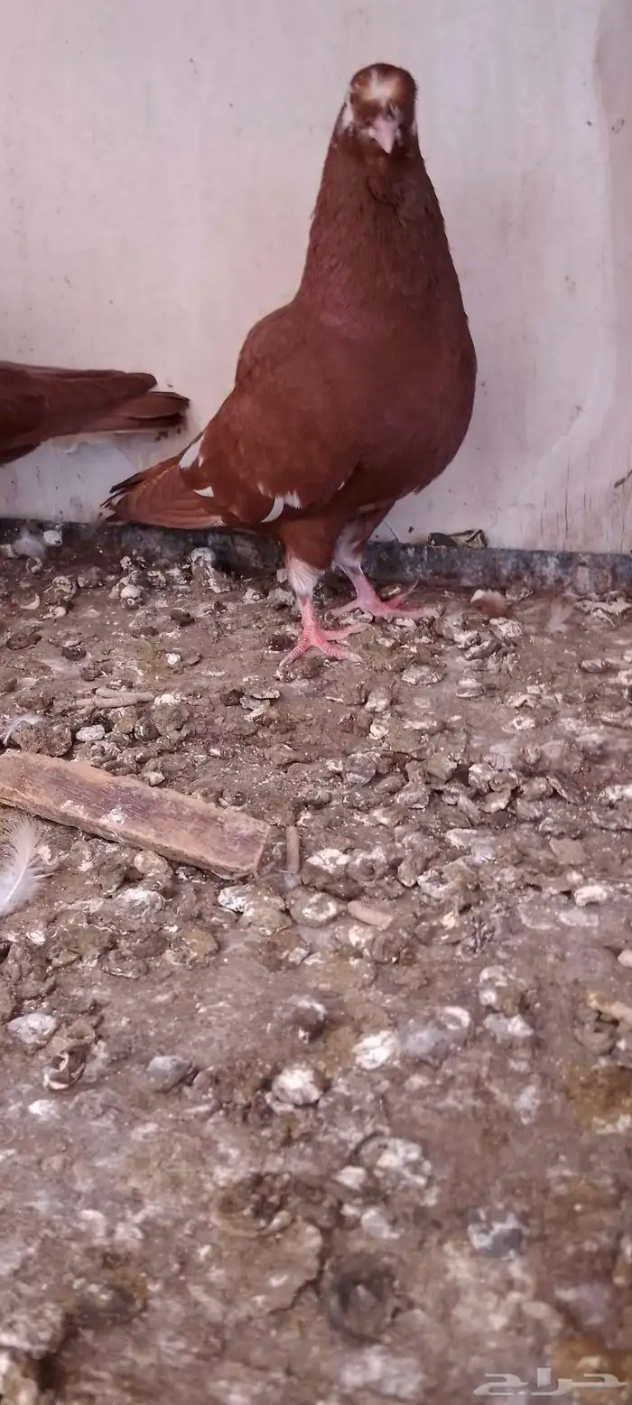 جوز عنابي بفرخه 2