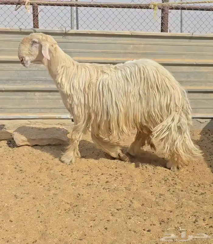 فحل نجدي صنف فاخر 1