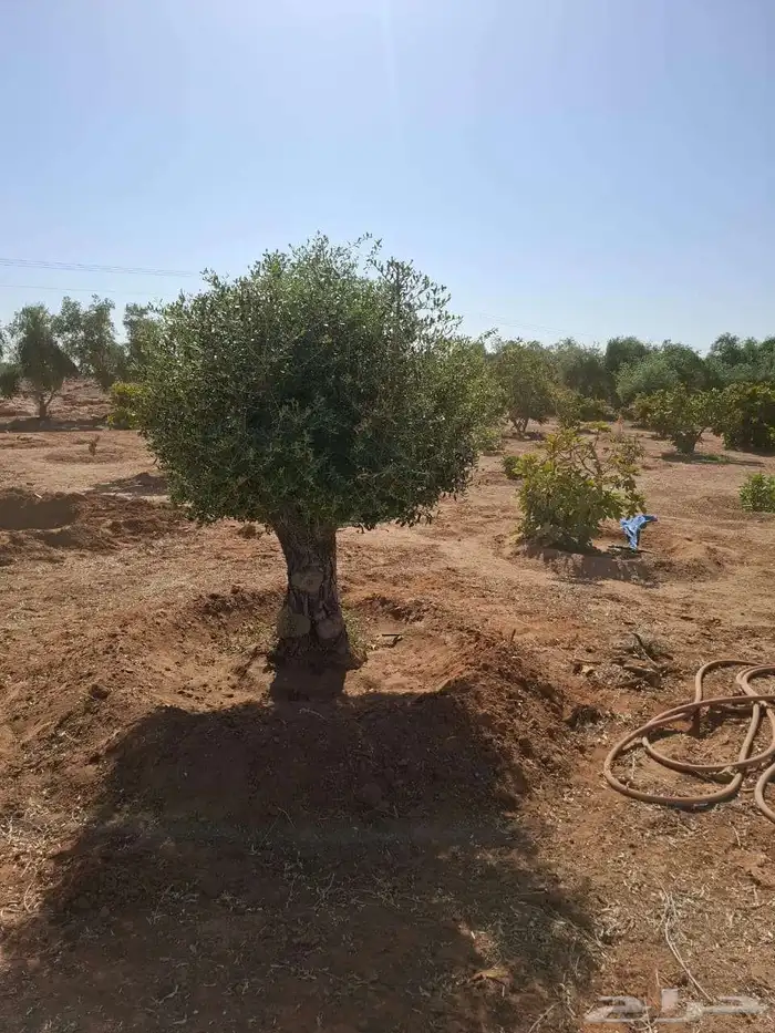 شجر الزيتون شجر السدر 1