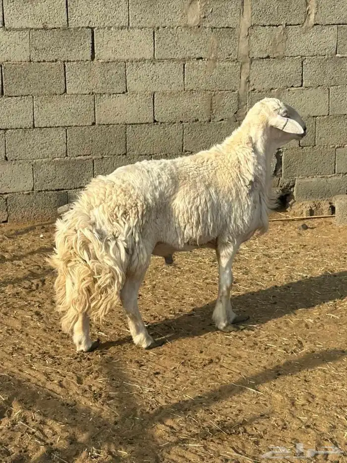 فحل رباع 1