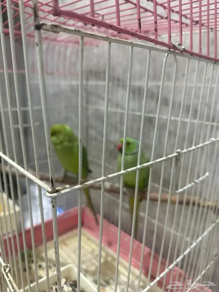 ببغاء اليف انثى اليف واذكر شوي على السوم 3
