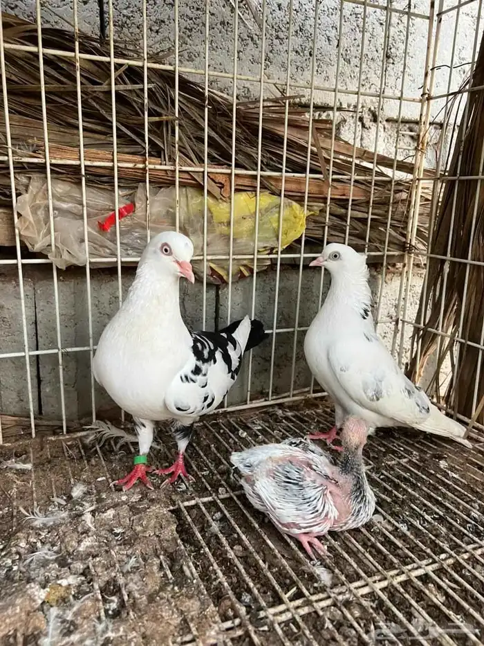 للبيع حمام 0