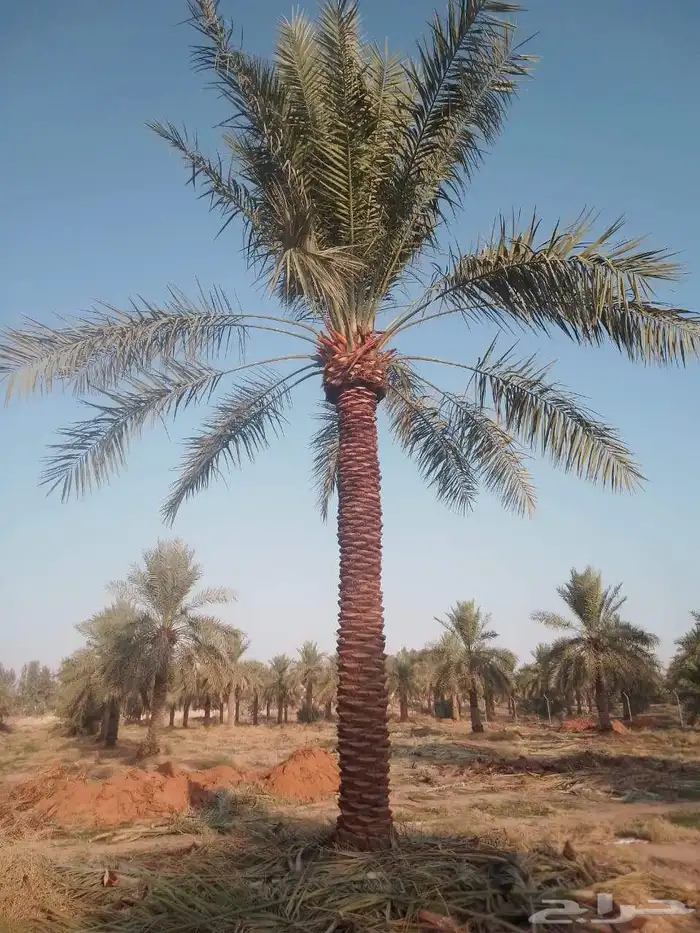 يوجد لادينا نخل عربي جميع لامقاسات ولانواع مت وفره سكري وبرح 9