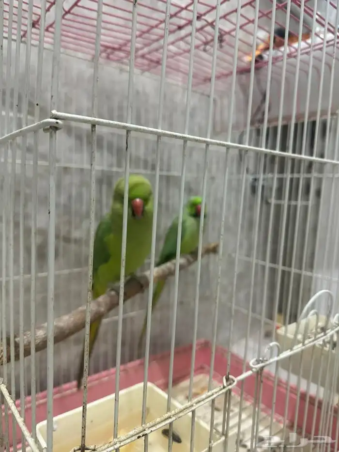 ببغاء اليف انثى اليف واذكر شوي على السوم 2