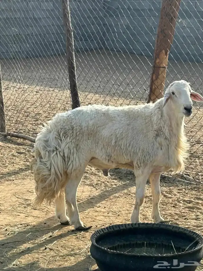 فحل رباع 2