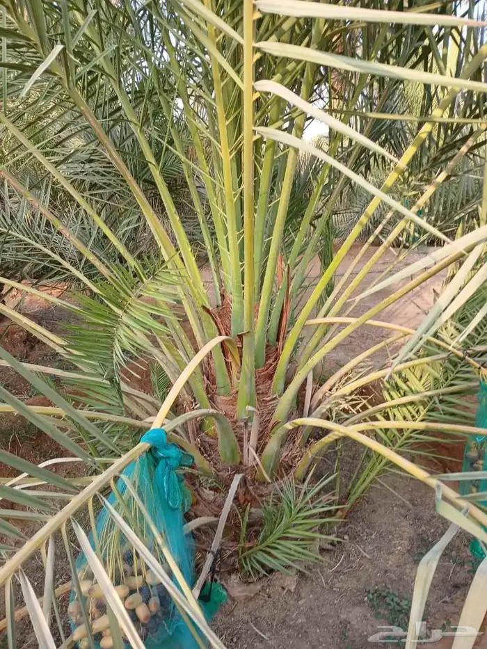 نخل مثمر للبيع خلاص هلالي برحي صقعي روثانه مجدول نخيل شيشي 0