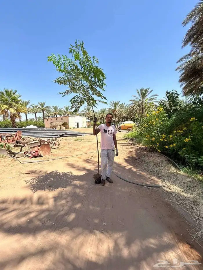 شتلات مزارع إنتاج 0