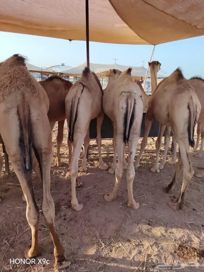 اللي ينتظر القعدان الصومالية الطيبة يشوف الإعلان ولا يتأخر 1