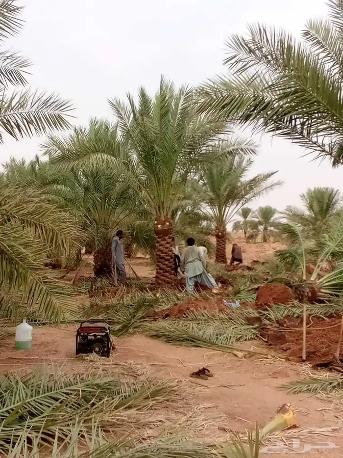 نخيل مثمره صقعي مجدول برحي هلالي شيشي عجوه روثانه برني سلاطي 9