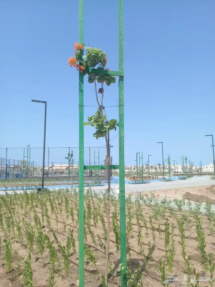 Hassan Qarni Nursery for Bulk Agriculture Plant Pots and Bag 4