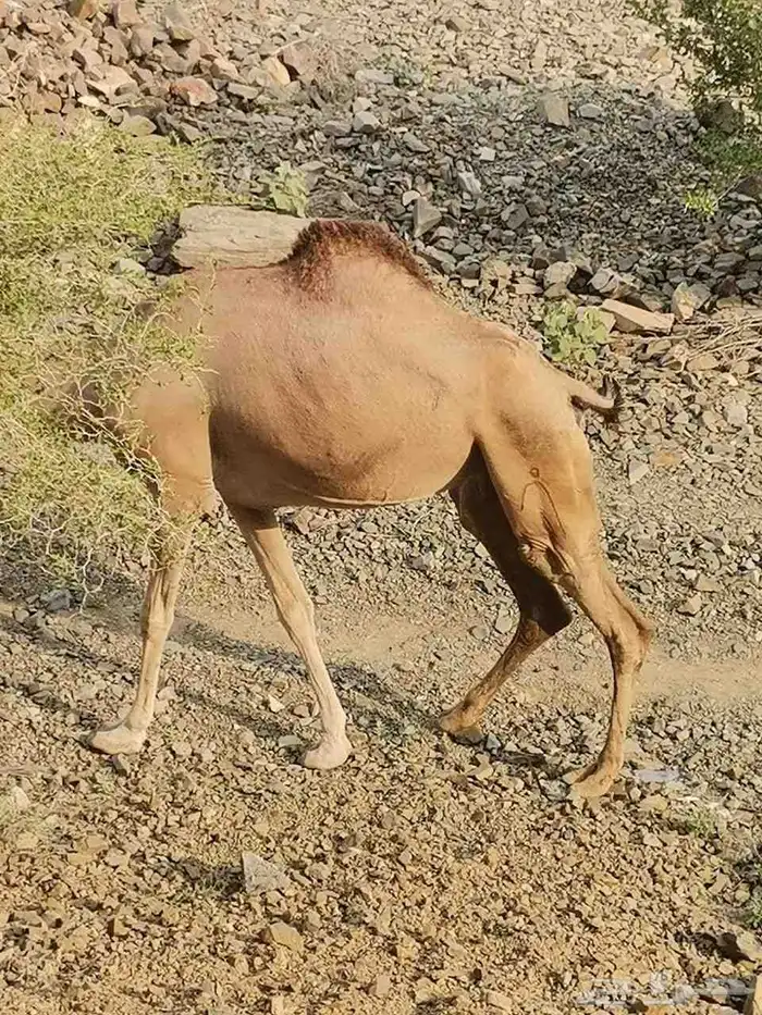 ناقه لقحه جنب سديس 1