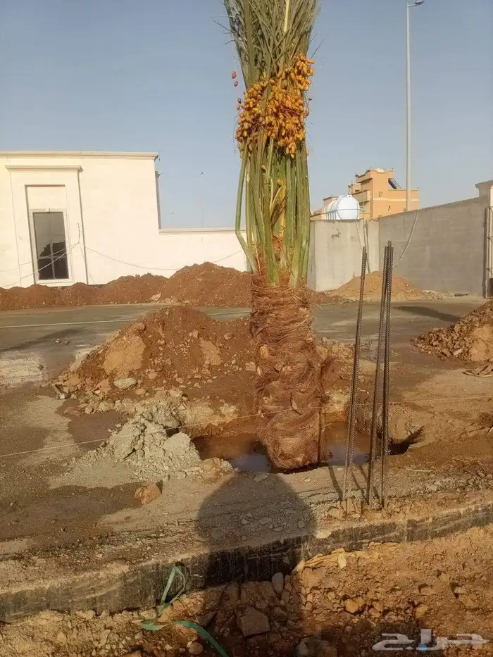 نخيل بجميع انواعه 3