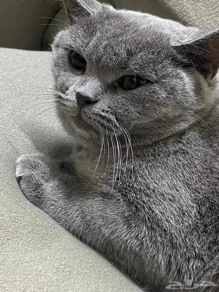 قطط سكوتش للبيع 6