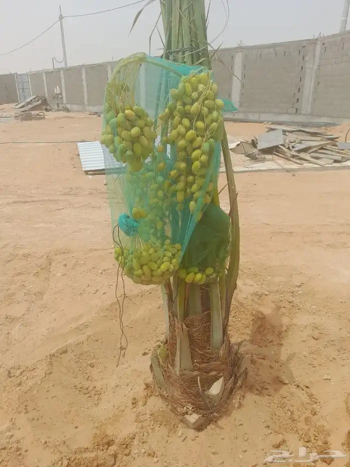 نخل مثمر للبيع خلاص هلالي برحي صقعي روثانه مجدول نخيل شيشي 2