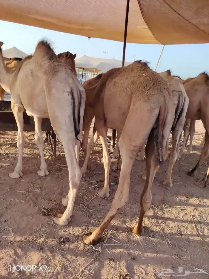 اللي ينتظر القعدان الصومالية الطيبة يشوف الإعلان ولا يتأخر 0
