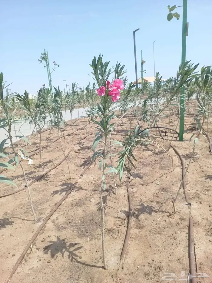 مشتل حسن قرني للزراعة با الجملة مركن و كياس 5