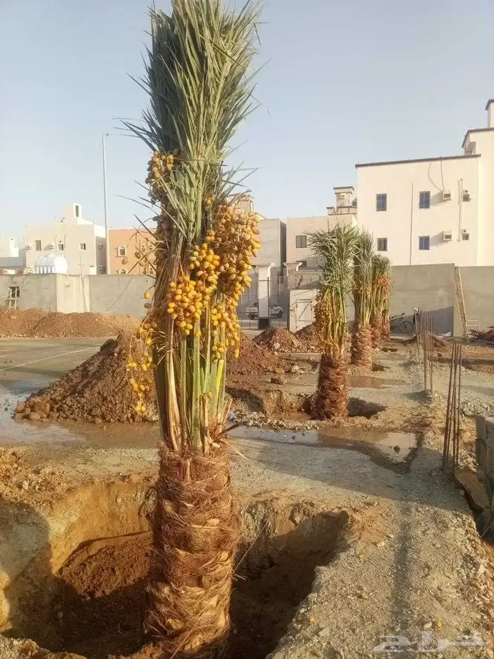 نخيل بجميع انواعه 0