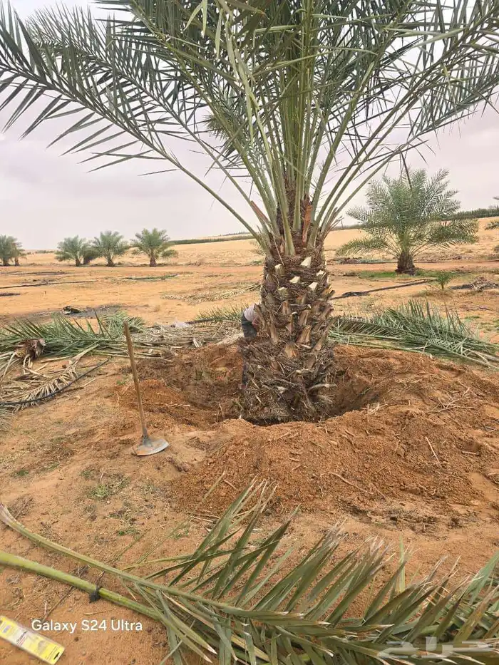 نقوم بقلع وغرس انخيل العربي جثايث نقايل فروخ تكريب جرد 2