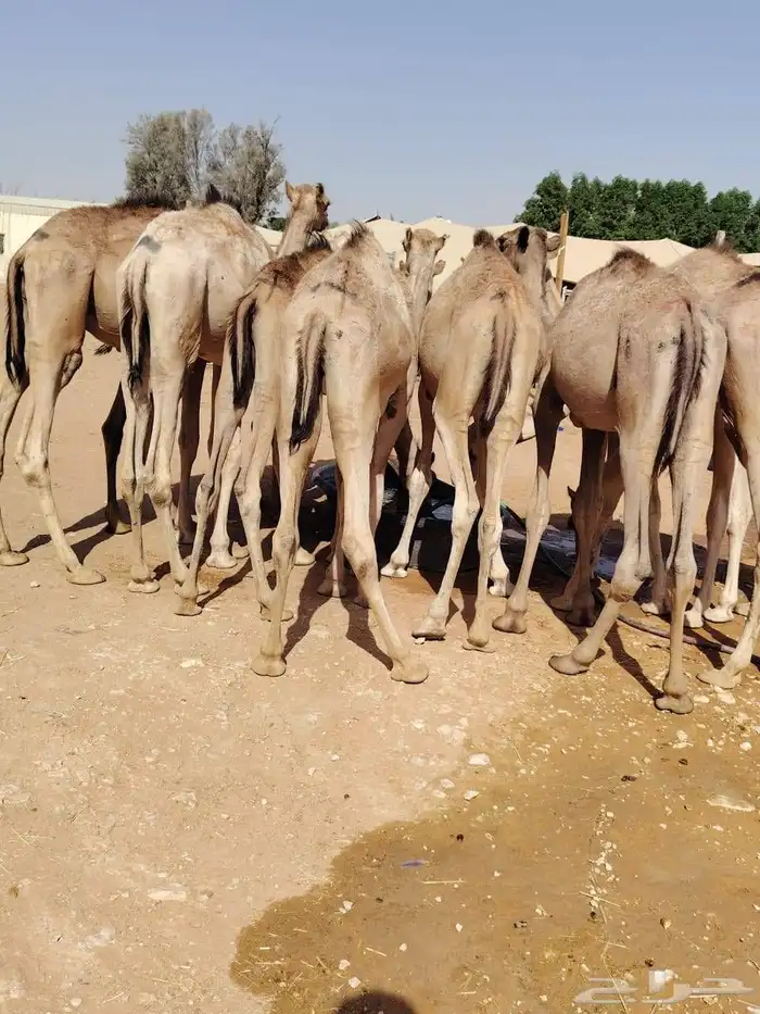 القعدان الصومالية النظيفة واللحم اللي يجمل للتجار والملاحم 1