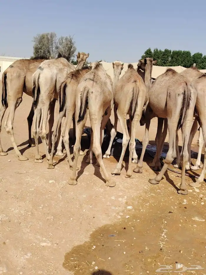 القعدان الصومالية النظيفة واللحم اللي يجمل للتجار والملاحم 0
