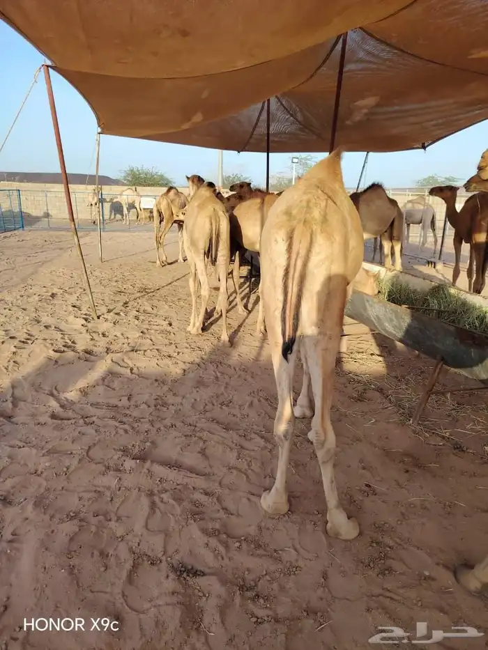 اللي ينتظر القعدان الصومالية الطيبة يشوف الإعلان ولا يتأخر 3