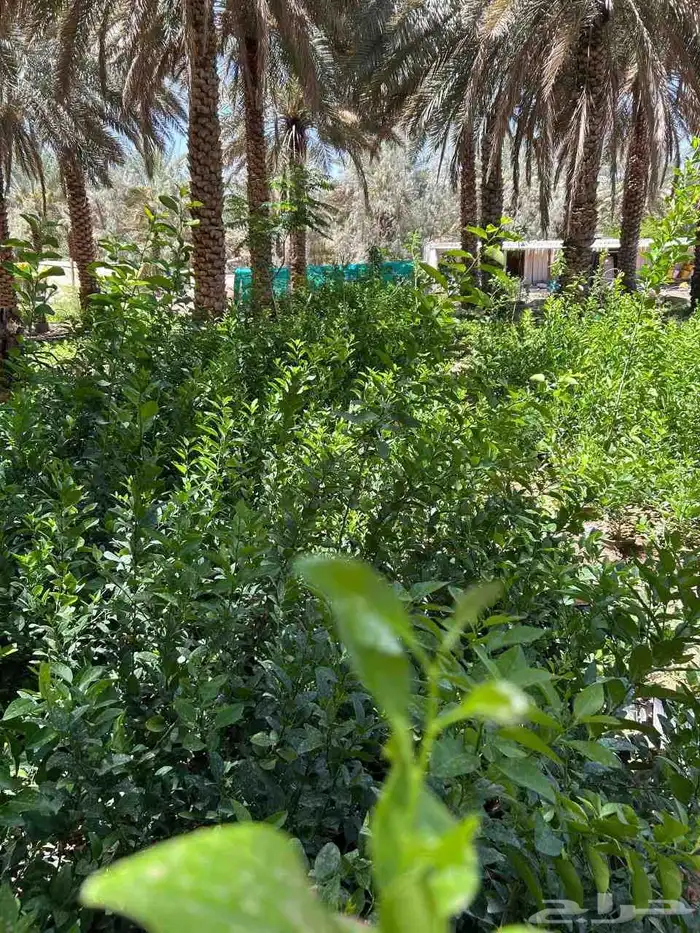 شتلات مزارع إنتاج 1
