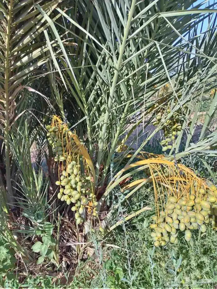 يوجد نخل للبيع فسايل جثايث مجدول وصقعي سكري برحي خلاص ونانه 2