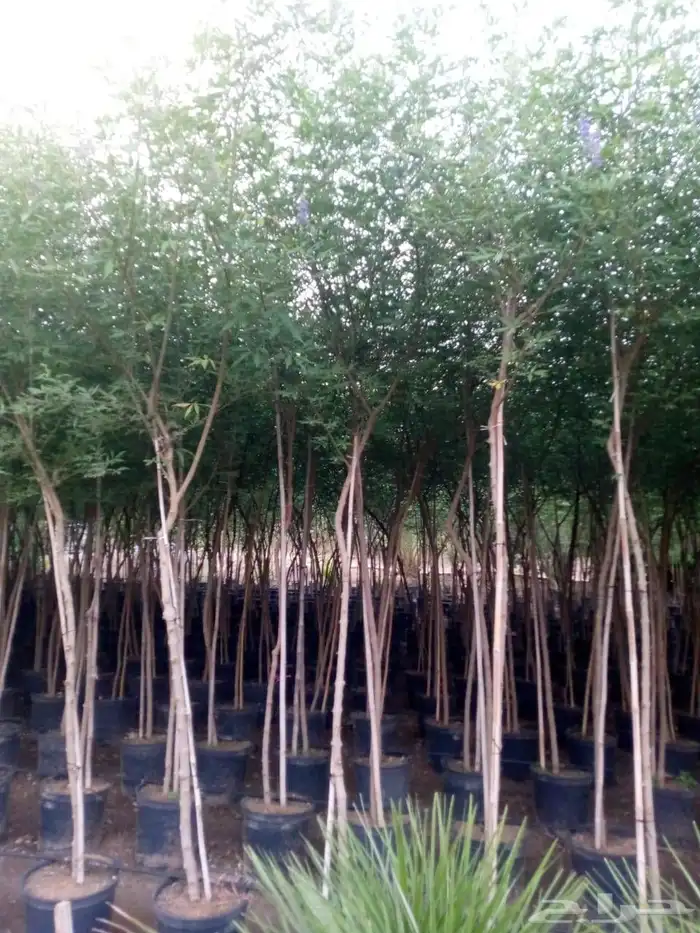 شجر الزيتون شجر السدر 7