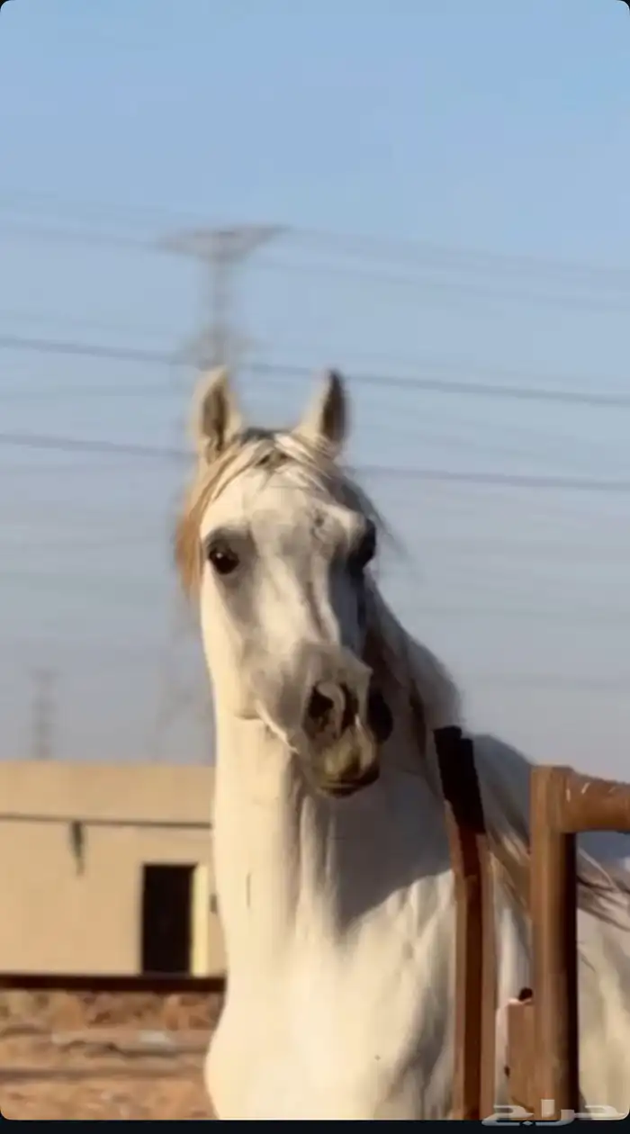 حصان واهو للبيع 0