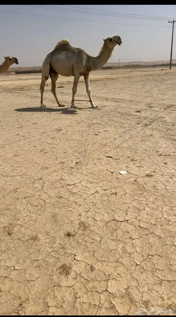 قعود جذع اهدب كفو 0