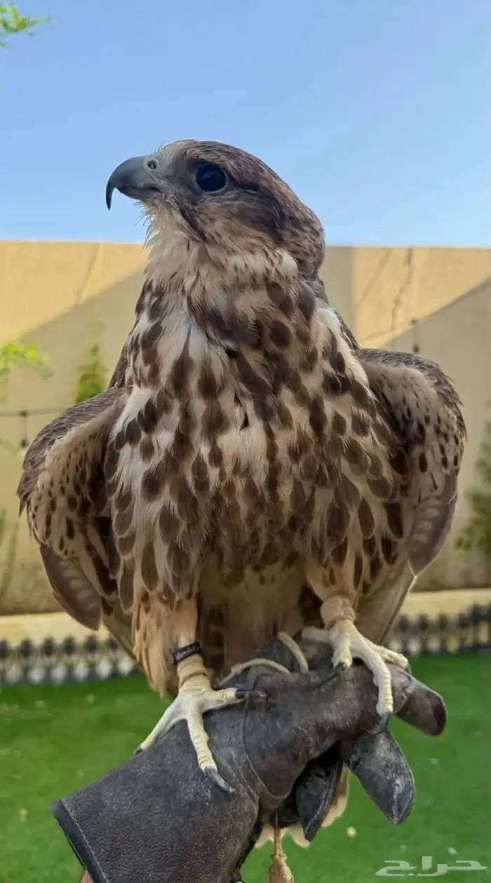 حر اصيل للبيع 0