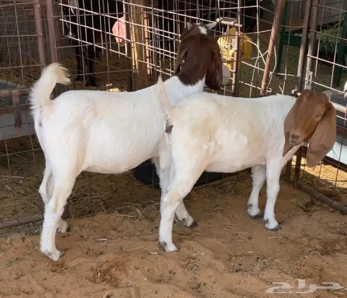 جفرات بورقيت للبيع 0