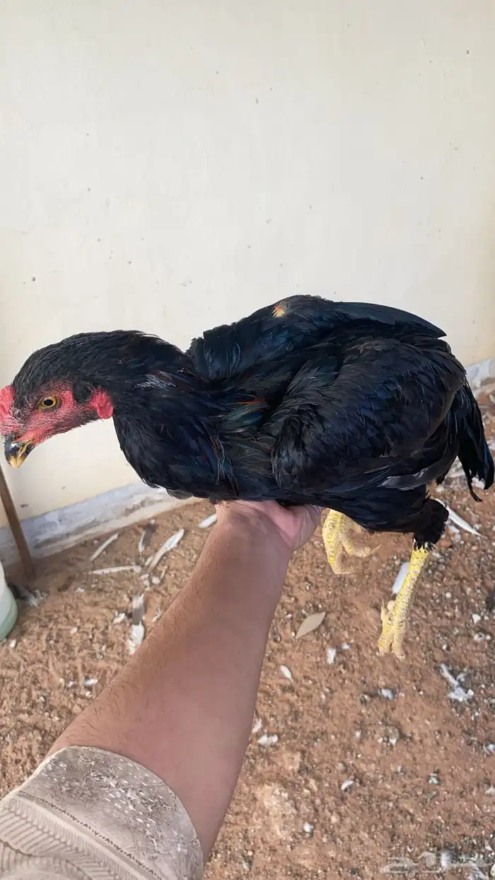 دجاج باكستاني 6