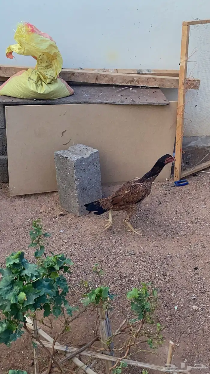 دجاج باكستاني 4