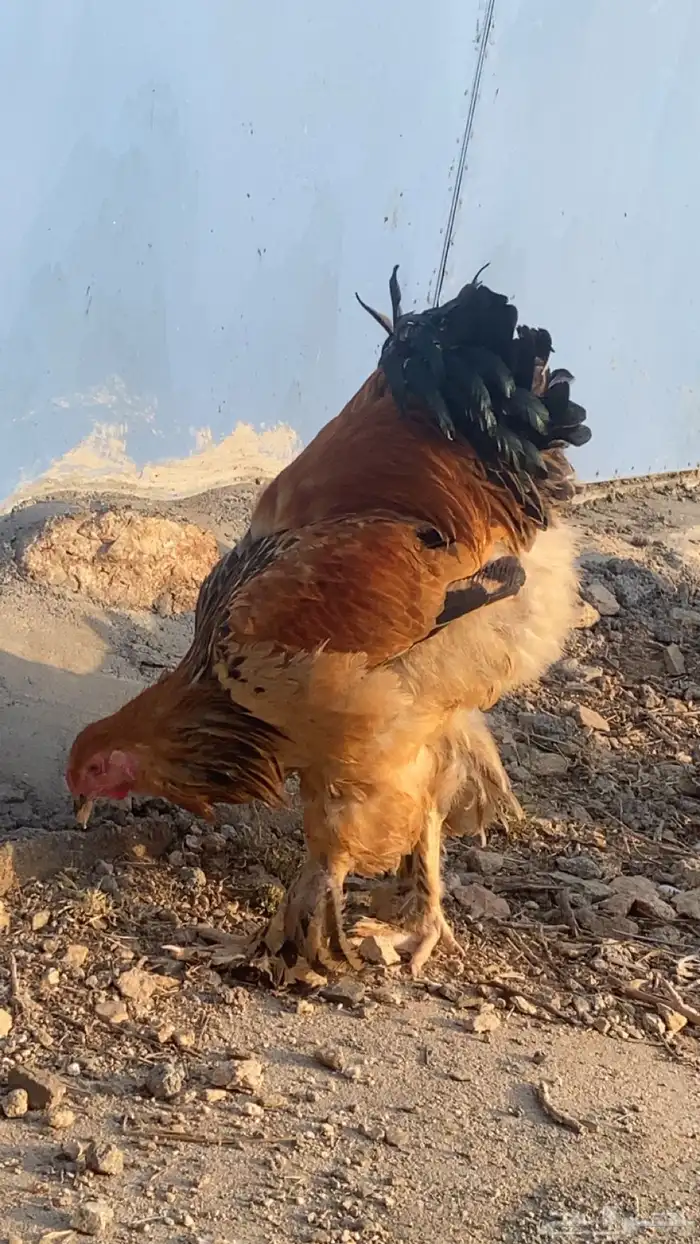 دجاج براهما بووف دم صافي 0
