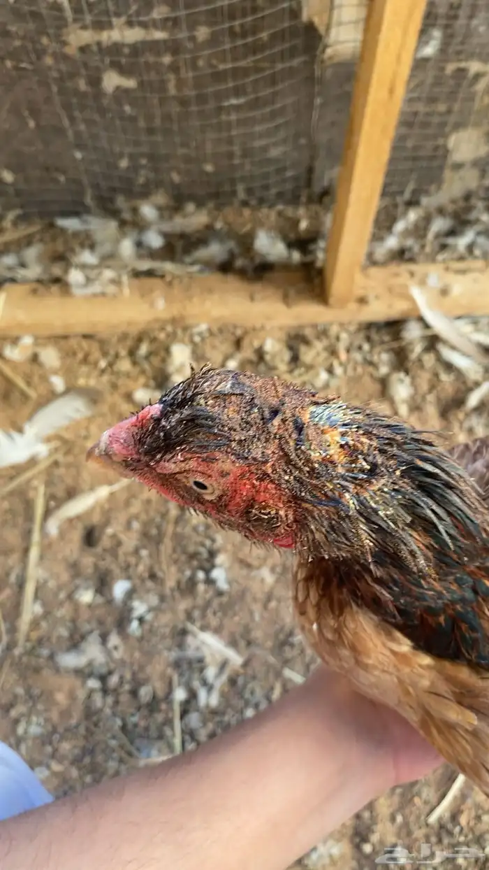 دجاج باكستاني 7