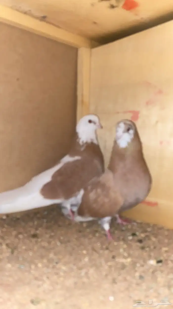 قطايف 2