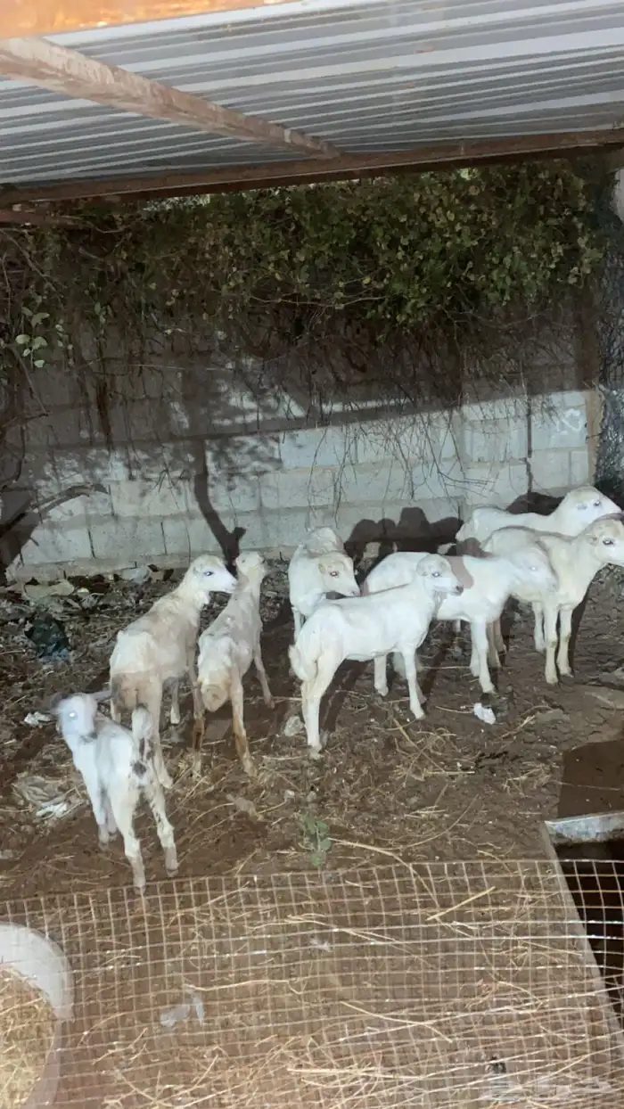 أربع رخيل وثلاثه فران صحة طيبة جدا ما تشكي من شيء 0