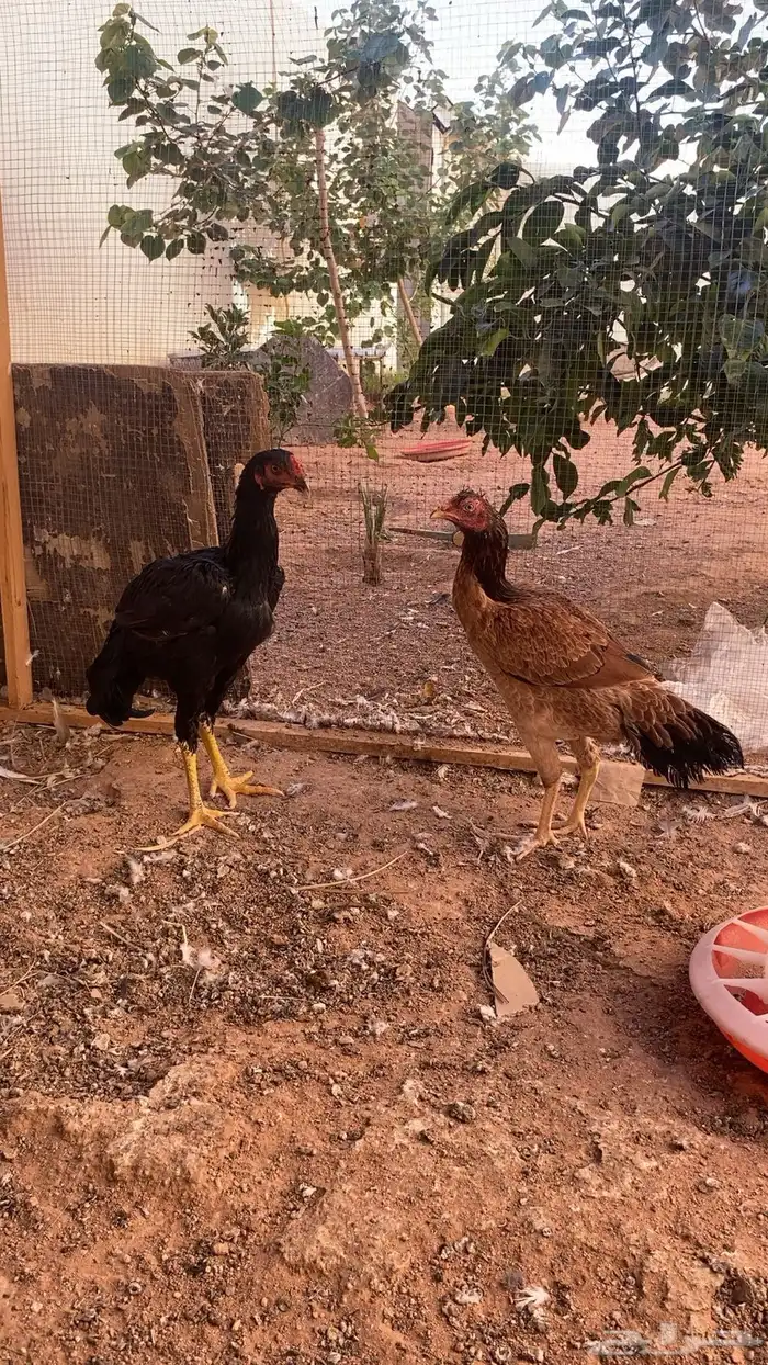 دجاج باكستاني 2