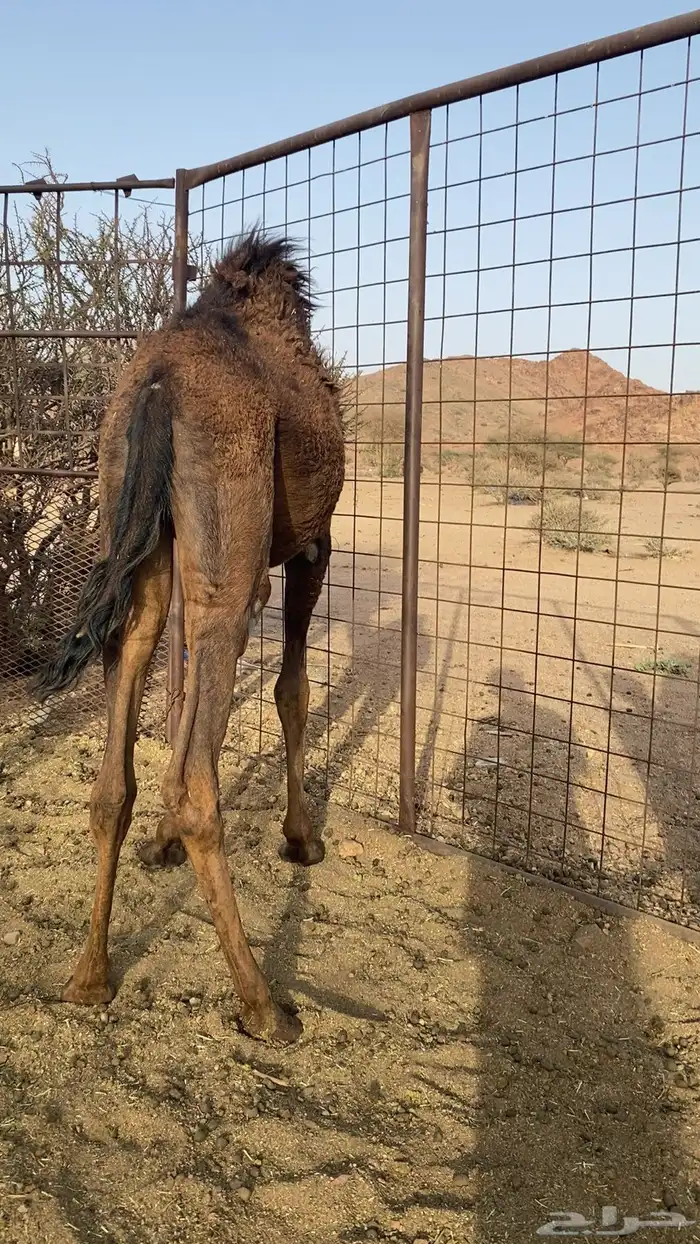 حشو بكار للبيع 2