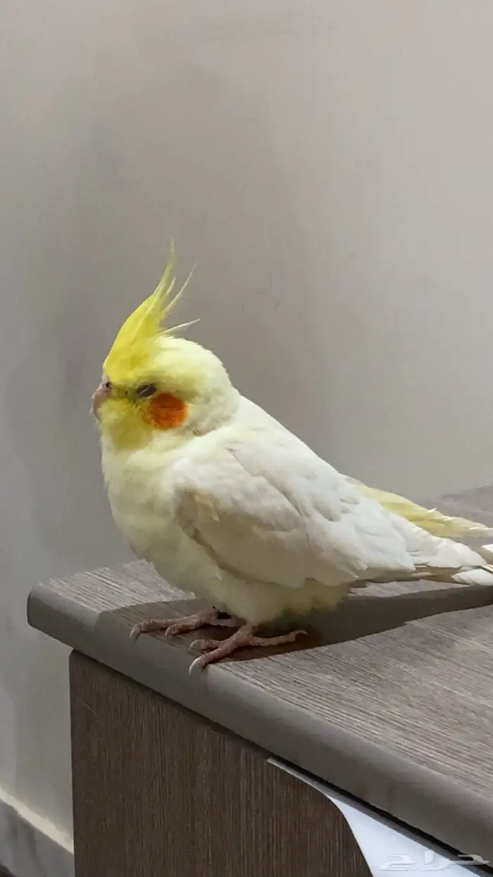 كروان كوكتيل 1