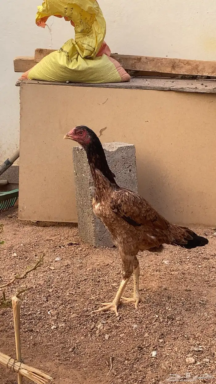 دجاج باكستاني 0