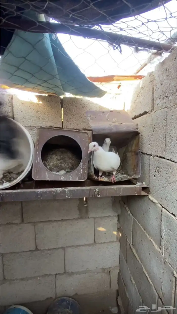 حمام للبيع 6اجواز فرنسي و 2بغدادي الموقع الاكحل 3