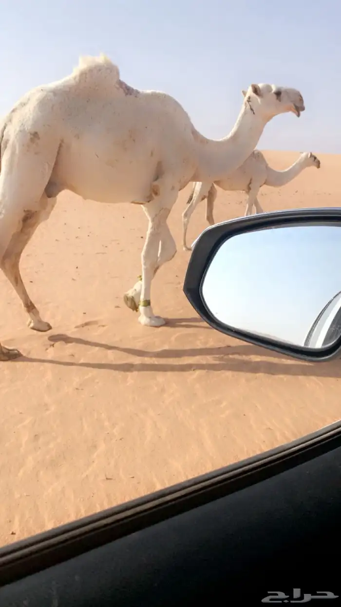 قعود فحل الشتاء ذا جذع شاريه مجهول الاصل والقعود طيب 0