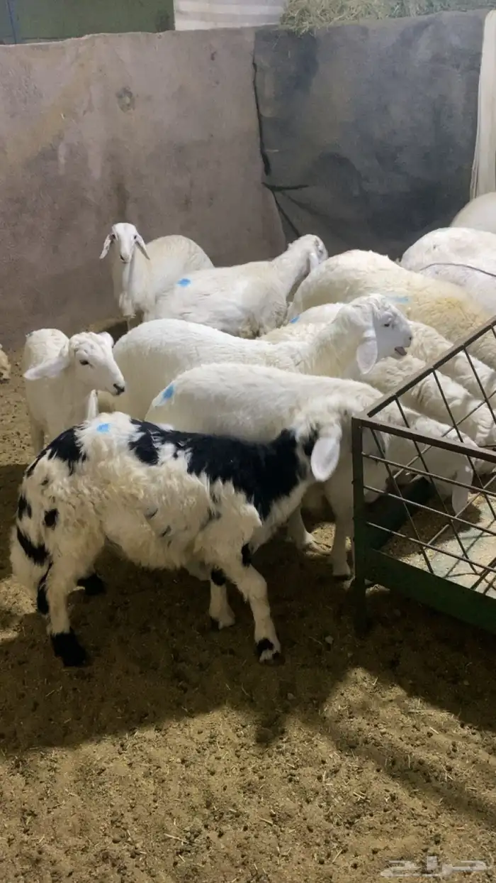 ذبايح بالقسوم والثلاجه وللمناسبات 0