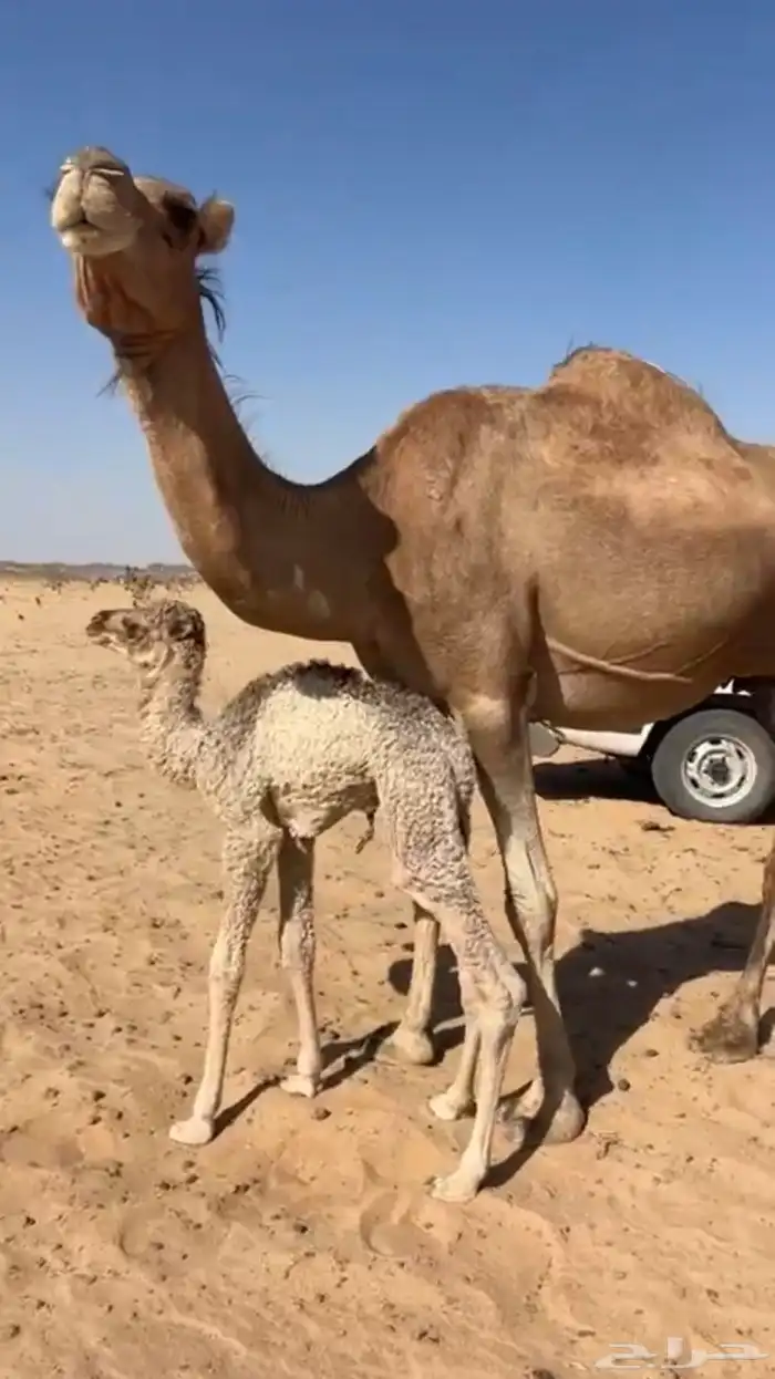 خلفة ساحليه 1